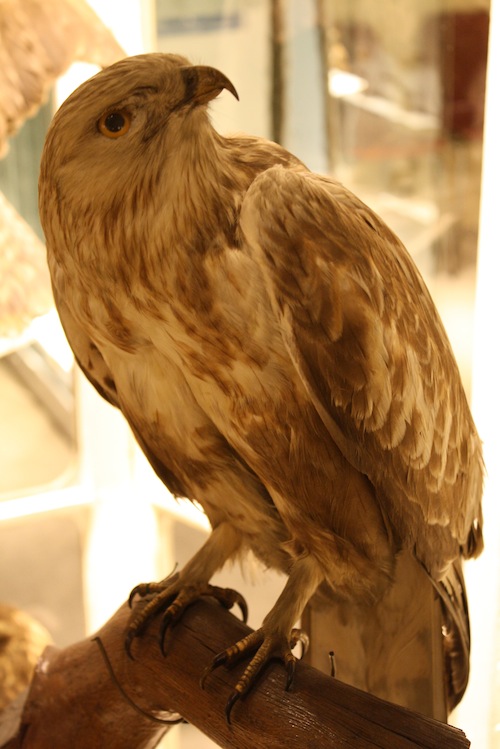 Ruigpootbuizerd1