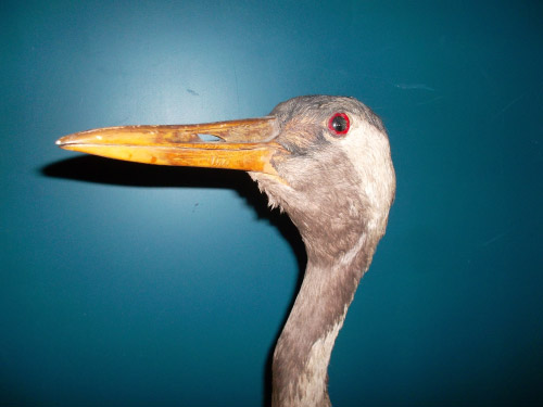 kraanvogel 3